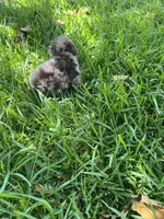 Trixie, a female Poodle - Toy  for sale in Arlington, TX – 4 of 4