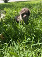 Muffin, a male Poodle - Toy  for sale in Arlington, TX – 3 of 4