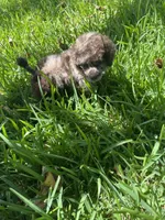 Muffin, a male Poodle - Toy  for sale in Arlington, TX – 2 of 4