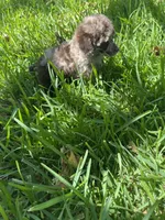 Muffin, a male Poodle - Toy  for sale in Arlington, TX – 4 of 4