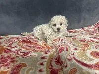 Ollie CKC , a male Poodle - Toy  for sale in Arlington, TX – Photo 3 of 3