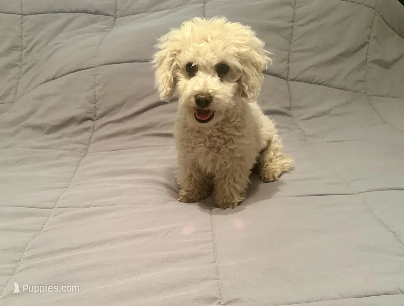 Ollie CKC updated pics – Poodle - Toy  puppy for sale in Arlington, TX