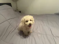 Ollie CKC updated pics, a male Poodle - Toy  for sale in Arlington, TX – Photo 2 of 2