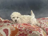 Ollie CKC , a male Poodle - Toy  for sale in Arlington, TX – Photo 2 of 3