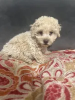 Ollie CKC , a male Poodle - Toy  for sale in Arlington, TX – Photo 1 of 3