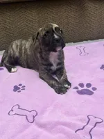 Truffles, a female American Pit Bull Terrier and Labrador Retriever for sale in Amarillo, TX – 1 of 4