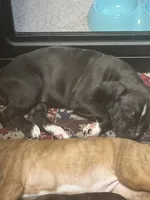 Violet, a female American Pit Bull Terrier and Labrador Retriever for sale in Amarillo, TX – 4 of 5