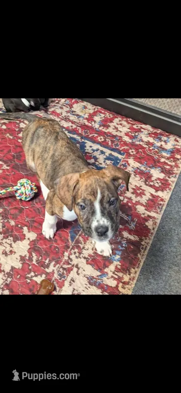 Charlotte  – American Pit Bull Terrier, Labrador Retriever puppy for sale in Amarillo, TX