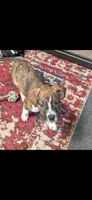 Charlotte , a female American Pit Bull Terrier and Labrador Retriever for sale in Amarillo, TX – 1 of 4
