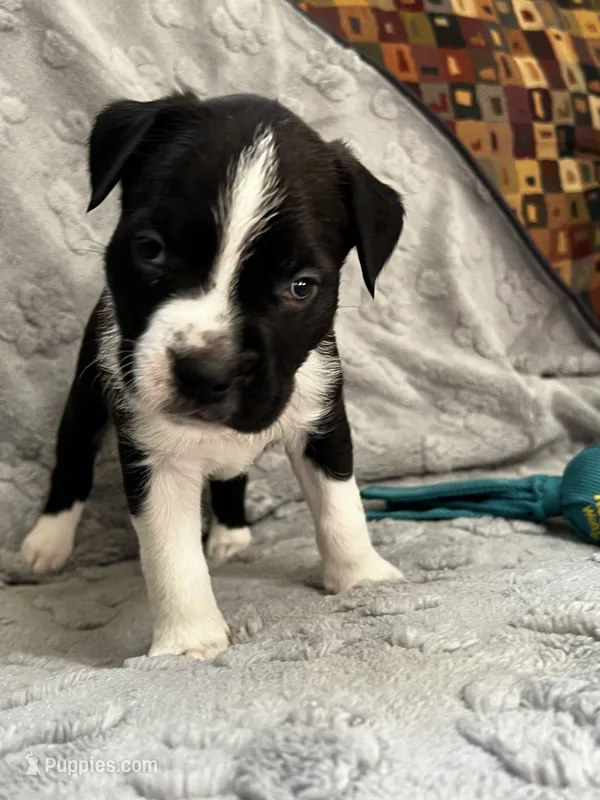 Snoopy  – American Pit Bull Terrier, Labrador Retriever puppy for sale in Amarillo, TX
