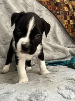 Snoopy , a male American Pit Bull Terrier and Labrador Retriever for sale in Amarillo, TX – 1 of 3