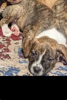 Charlotte , a female American Pit Bull Terrier and Labrador Retriever for sale in Amarillo, TX – 4 of 4