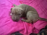 Lila, a female American Pit Bull Terrier and Labrador Retriever for sale in Amarillo, TX – 3 of 3