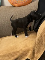 Violet, a female American Pit Bull Terrier and Labrador Retriever for sale in Amarillo, TX – 5 of 5