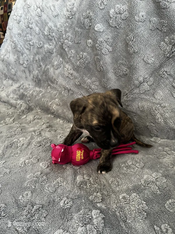 Truffles – American Pit Bull Terrier, Labrador Retriever puppy for sale in Amarillo, TX