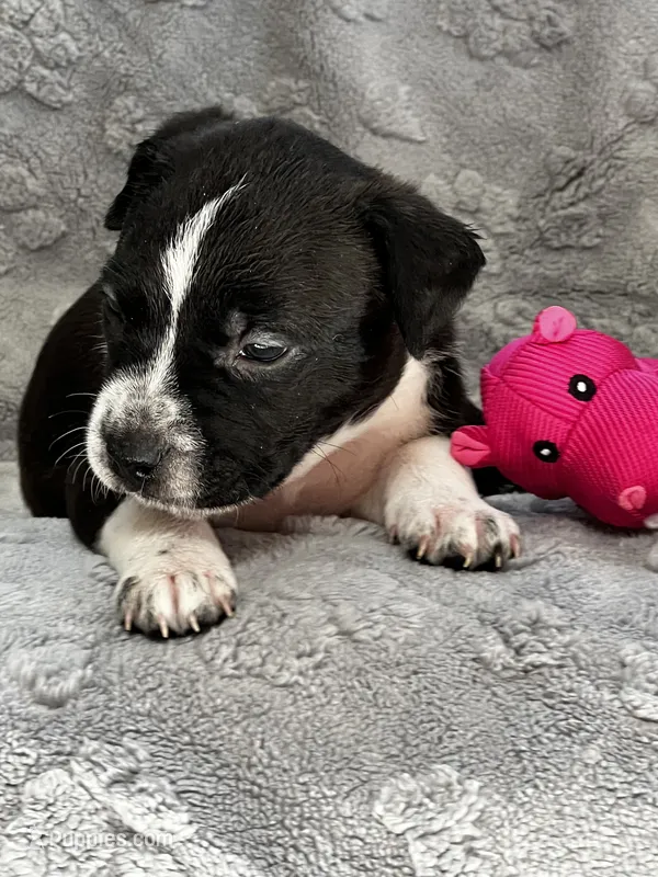 Belle – American Pit Bull Terrier, Labrador Retriever puppy for sale in Amarillo, TX