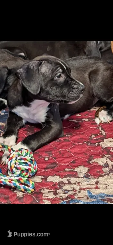Violet – American Pit Bull Terrier, Labrador Retriever puppy for sale in Amarillo, TX