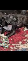 Violet, a female American Pit Bull Terrier and Labrador Retriever for sale in Amarillo, TX – 1 of 5