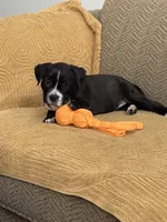 Lucy, a female American Pit Bull Terrier and Labrador Retriever for sale in Amarillo, TX – 4 of 4