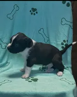 Snoopy , a male American Pit Bull Terrier and Labrador Retriever for sale in Amarillo, TX – 3 of 3
