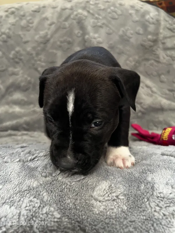 Violet – American Pit Bull Terrier, Labrador Retriever puppy for sale in Amarillo, TX