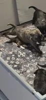 Truffles, a female American Pit Bull Terrier and Labrador Retriever for sale in Amarillo, TX – 2 of 4
