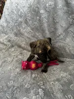 Truffles, a female American Pit Bull Terrier and Labrador Retriever for sale in Amarillo, TX – 4 of 4