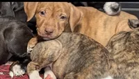 Lila, a female American Pit Bull Terrier and Labrador Retriever for sale in Amarillo, TX – 1 of 4