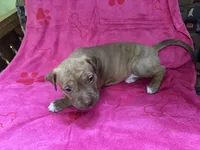 Lila, a female American Pit Bull Terrier and Labrador Retriever for sale in Amarillo, TX – 4 of 4