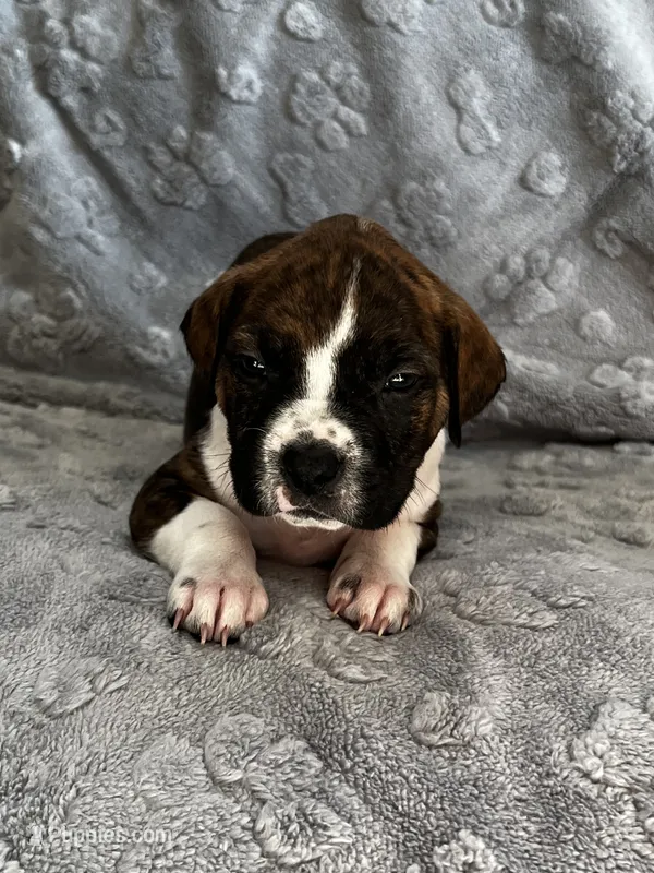 Charlotte  – American Pit Bull Terrier, Labrador Retriever puppy for sale in Amarillo, TX