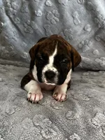 Charlotte , a female American Pit Bull Terrier and Labrador Retriever for sale in Amarillo, TX – 1 of 2