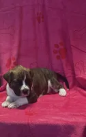 Charlotte , a female American Pit Bull Terrier and Labrador Retriever for sale in Amarillo, TX – 2 of 2