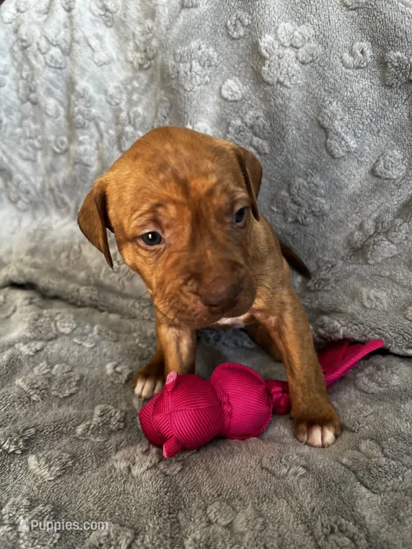 Lila – American Pit Bull Terrier, Labrador Retriever puppy for sale in Amarillo, TX