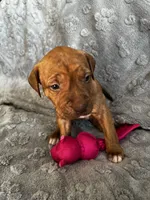 Lila, a female American Pit Bull Terrier and Labrador Retriever for sale in Amarillo, TX – 1 of 3