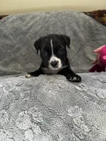 Lucy, a female American Pit Bull Terrier and Labrador Retriever for sale in Amarillo, TX – 2 of 4