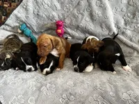Lucy, a female American Pit Bull Terrier and Labrador Retriever for sale in Amarillo, TX – 3 of 4