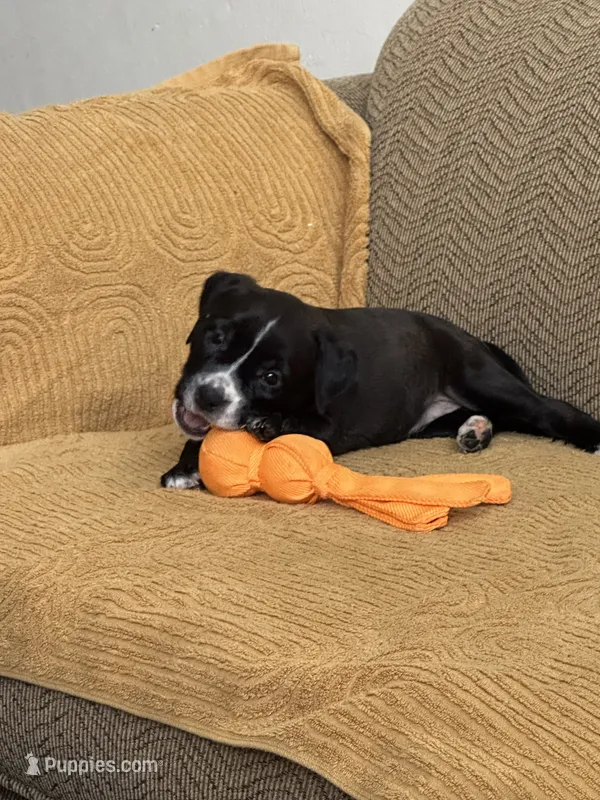 Lucy – American Pit Bull Terrier, Labrador Retriever puppy for sale in Amarillo, TX