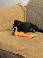 Lucy, a female American Pit Bull Terrier and Labrador Retriever for sale in Amarillo, TX – 1 of 4