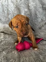 Lila, a female American Pit Bull Terrier and Labrador Retriever for sale in Amarillo, TX – 2 of 4