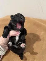 Johnny Cash , a male Pomeranian for sale in Post Falls, ID – Photo 3 of 5