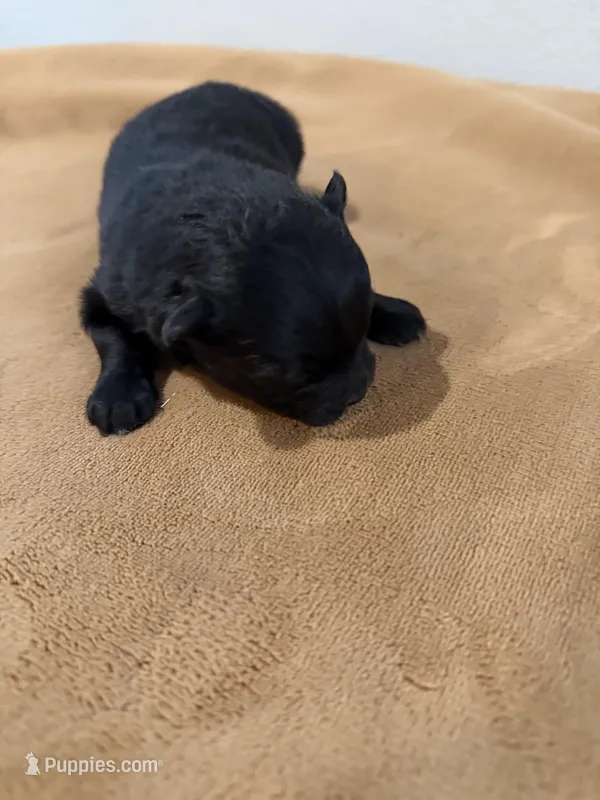 Johnny Cash  – Pomeranian puppy for sale in Post Falls, ID