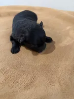 Johnny Cash , a male Pomeranian for sale in Post Falls, ID – Photo 1 of 5