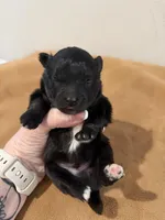 Johnny Cash , a male Pomeranian for sale in Post Falls, ID – Photo 2 of 5