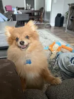 Johnny Cash , a male Pomeranian for sale in Post Falls, ID – Photo 5 of 5