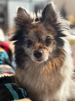 Johnny Cash , a male Pomeranian for sale in Post Falls, ID – Photo 4 of 5