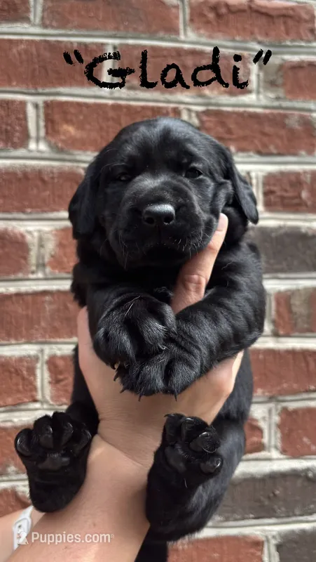 AKC Black Lab-Gladiola – Labrador Retriever puppy for sale in Pilot Mountain, NC
