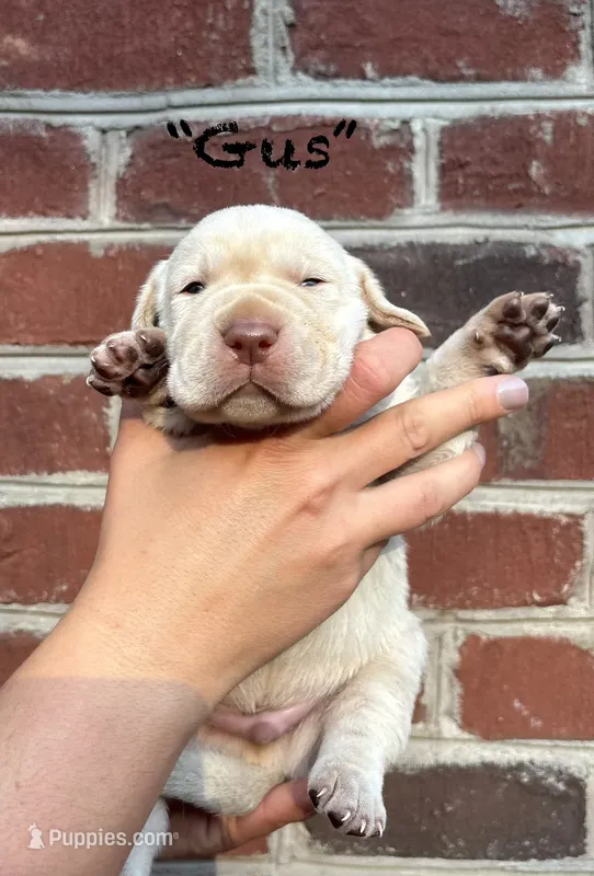 AKC Yellow Lab-Gus – Labrador Retriever puppy for sale in Pilot Mountain, NC