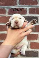 AKC Yellow Lab-Gus, a male Labrador Retriever for sale in Pilot Mountain, NC – 1 of 3