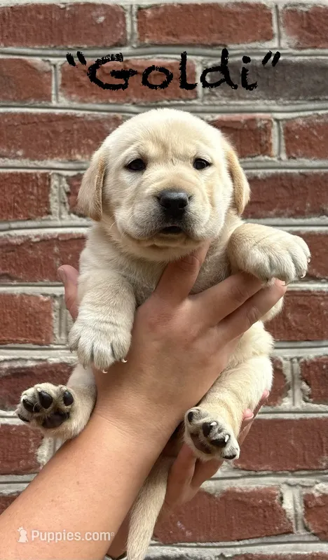AKC Yellow Lab-Goldi – Labrador Retriever puppy for sale in Pilot Mountain, NC