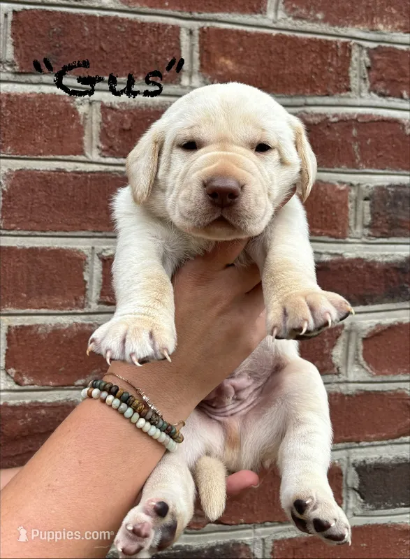 AKC Yellow Lab-Gus – Labrador Retriever puppy for sale in Pilot Mountain, NC